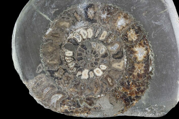 Polished Ammonite (Dactylioceras) Half - England #103787